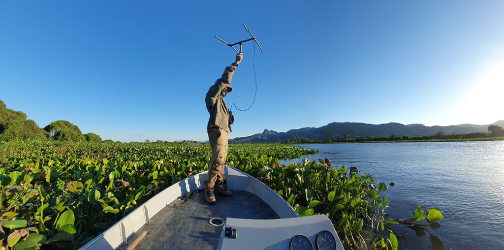 Programa reduz ataques de onças a rebanho no Pantanal