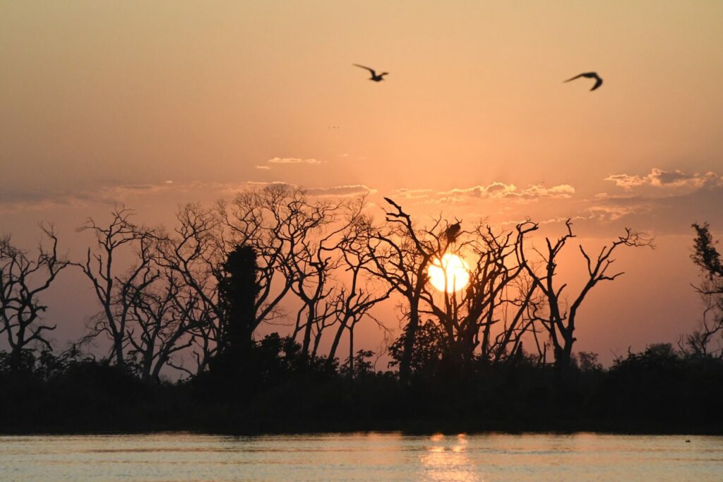 Lei do Pantanal tem reconhecimento de entidades e ONGs