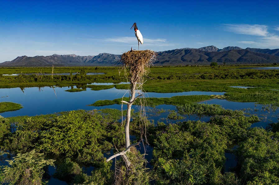 Profissionais da fotografia de MS falam sobre o encanto e desafios da profissão