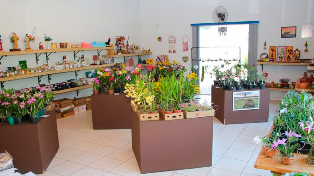 Flores exuberantes: Exposição de orquídeas promete encantar os visitantes