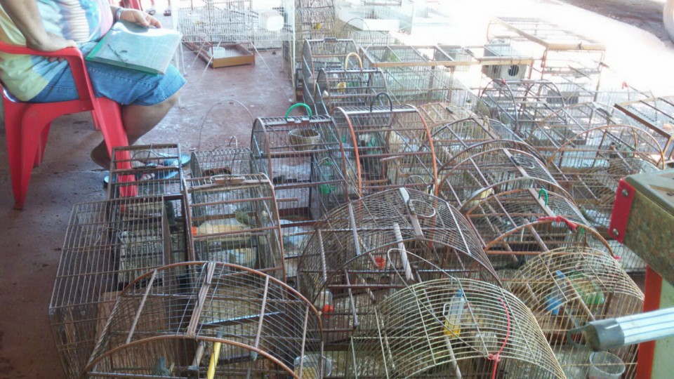 PMA autua em R$ 71 mil comerciante por manter 74 aves ilegais