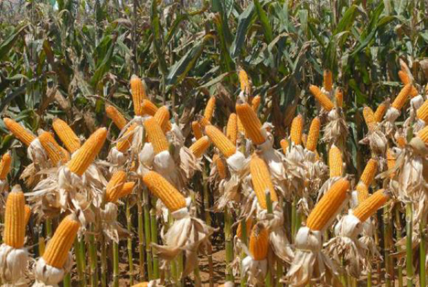 A produção de milho cresceu 14,5% no país em 2015, chegando a 85,3 milhões de toneladas. Arquivo/Agência Brasil