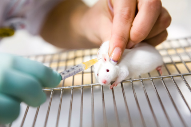 CCT vai debater proibição do uso de animais em pesquisas