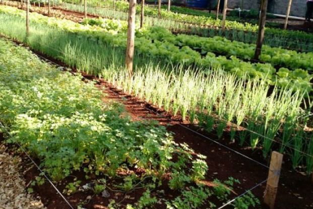 Em Dourados, cultivo de hortaliças proporciona trabalho e aprendizado