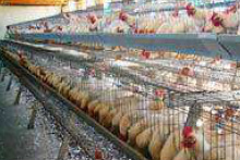 Em 2024, Centro-Oeste será a segunda Região produtora de frangos