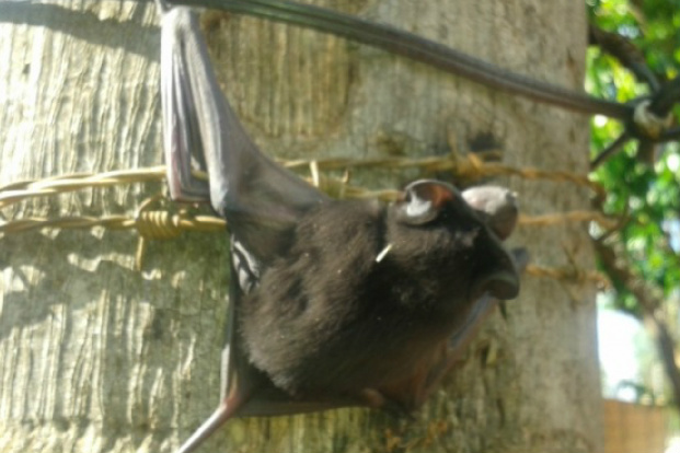 Em um ano, número de morcegos recolhidos pelo CCZ aumenta 47%