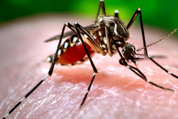 17 municípios de MS têm registro da febre chikungunya, diz saúde