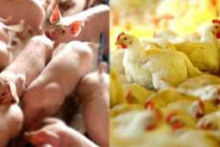 Abate de frangos e suínos foi maior no primeiro trimestre