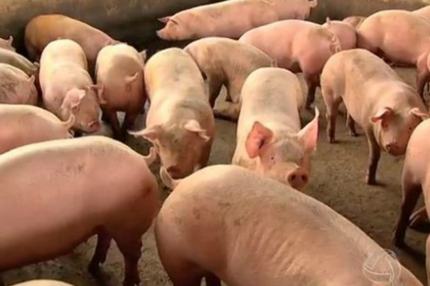MS amplia em 4% o abate de suínos no primeiro trimestre