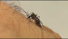 Toda sexta-feira é dia de faxina contra o Aedes aegypti