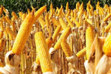 MS: produção de milho somará R$ 12 milhões de toneladas em dez anos