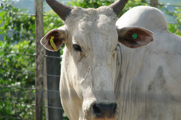 Abiec: Rússia é maior importador mundial de carne bovina brasileira
