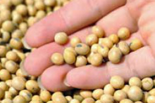 Produção de soja em MS será recorde pela 3ª vez consecutiva