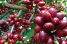 Quebra na safra de café na região do Cerrado deve superar os 30%