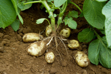 Segredo para maximizar rendimentos e produzir batatas de alta qualidade