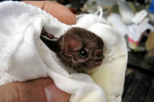 Morcego da espécie Diphylla ecaudata, que normalmente se alimenta do sangue de aves (Gerry Carter/Reprodução)