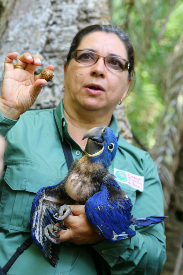 Primeiros resultados do período reprodutivo da espécie no Pantanal