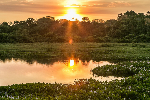 Primeiros resultados do período reprodutivo da espécie no Pantanal