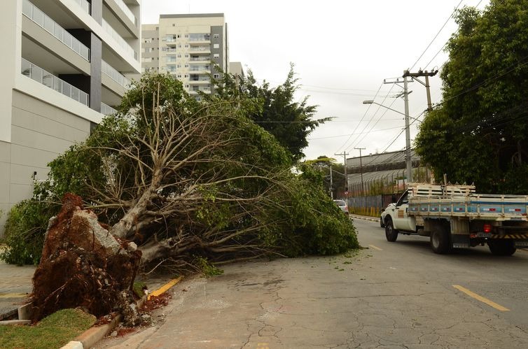 Vendavais derrubam árvores, que danificam as redes de energia - Arquivo/Agência Brasil