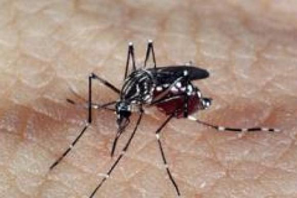Segundo o artigo, a pesquisa tem um valor importante na busca por vacinas contra os vírus dengue e zika. Arquivo Agência Brasil