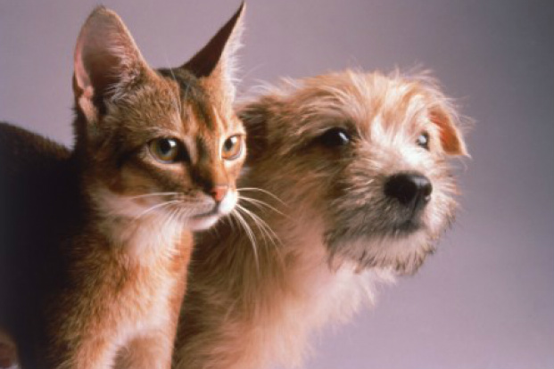 Projeto proíbe extermínio de cães e gatos sem justificativa