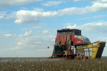 Colheita do algodão safra entra na reta final em Mato Grosso do Sul