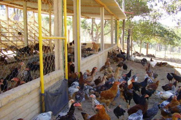 Demanda por galinha cresce e produção deve aumentar 100% até 2016