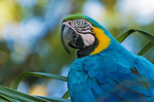 Arara Canindé clicada em seu momento de descontração. Na Capital, localizada na região turística Caminho dos Ipês, há cerca de 400 espécies de aves.
