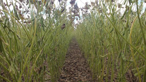 Alerta para aumento da resistência da ferrugem da soja a fungicidas