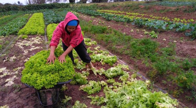 Para o Governo de MS, novo prazo da DAP estimulará a produção da agricultura familiar. Foto: Agraer