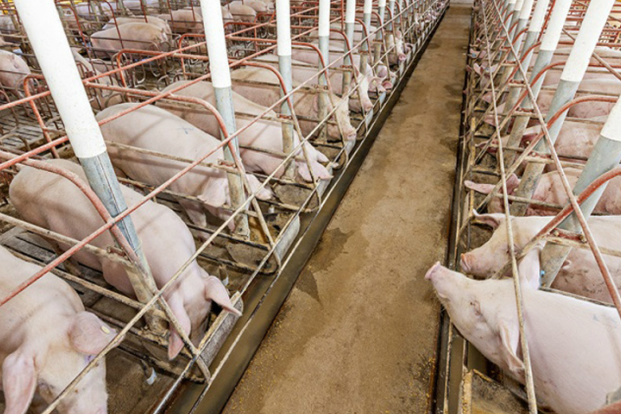 Custo de produção de suínos sobe e chega ao valor mais alto do ano