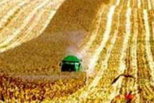 IGC projeta queda nas safras globais de milho e trigo em 2015/16