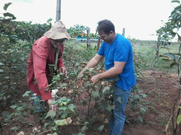 Pequenos produtores cuidando da plantação de algodão.. Fotos: Néia Maceno e Dunga 