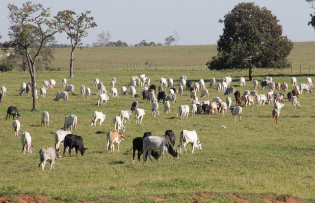 O rebanho de Mato Grosso do Sul é composto por aproximadamente 20 milhões de cabeças de gado, conforme a Iagro.. Fotos: Chico Ribeiro