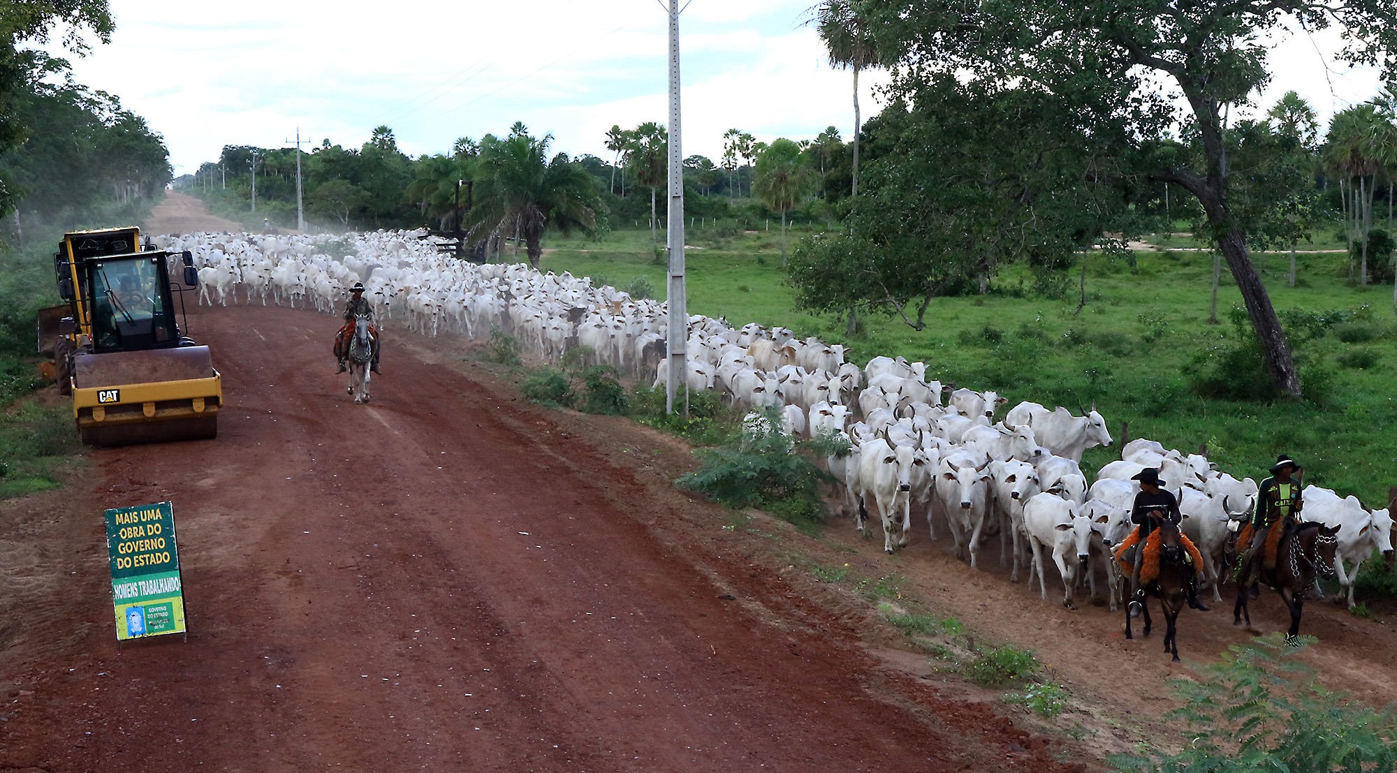 Boiada cruza trecho da MS-228 que recebe cascalhamento: estrada garantirá acesso ao Pantanal o ano todo. Fotos: Edemir Rodrigues