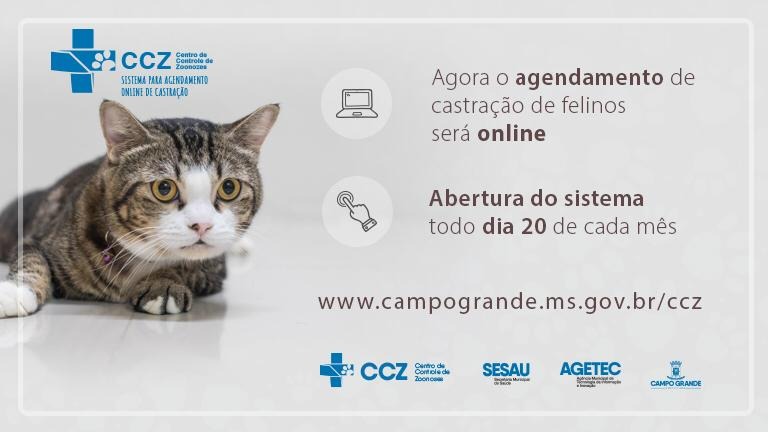 Agendamento de castração de gatos será feito on-line em Campo Grande