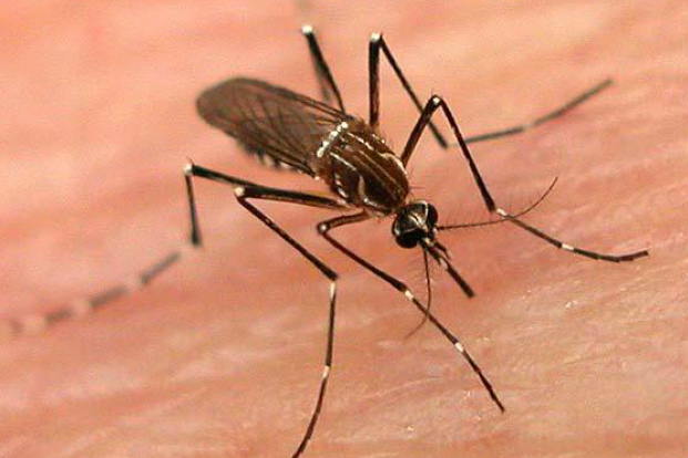 MS tem 4ª maior incidência de casos de dengue, diz Ministério da Saúde