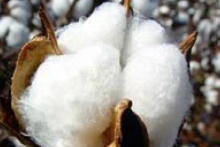 Mato Grosso do Sul firma-se em três épocas de plantio do algodão