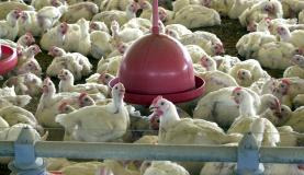 Foram abatidas 1,48 bilhão de cabeças de frango no primeiro trimestre deste ano. Arquivo/Agência Brasil