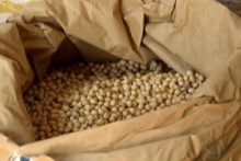 Preço da saca de soja cai 5,77% na primeira quinzena de maio